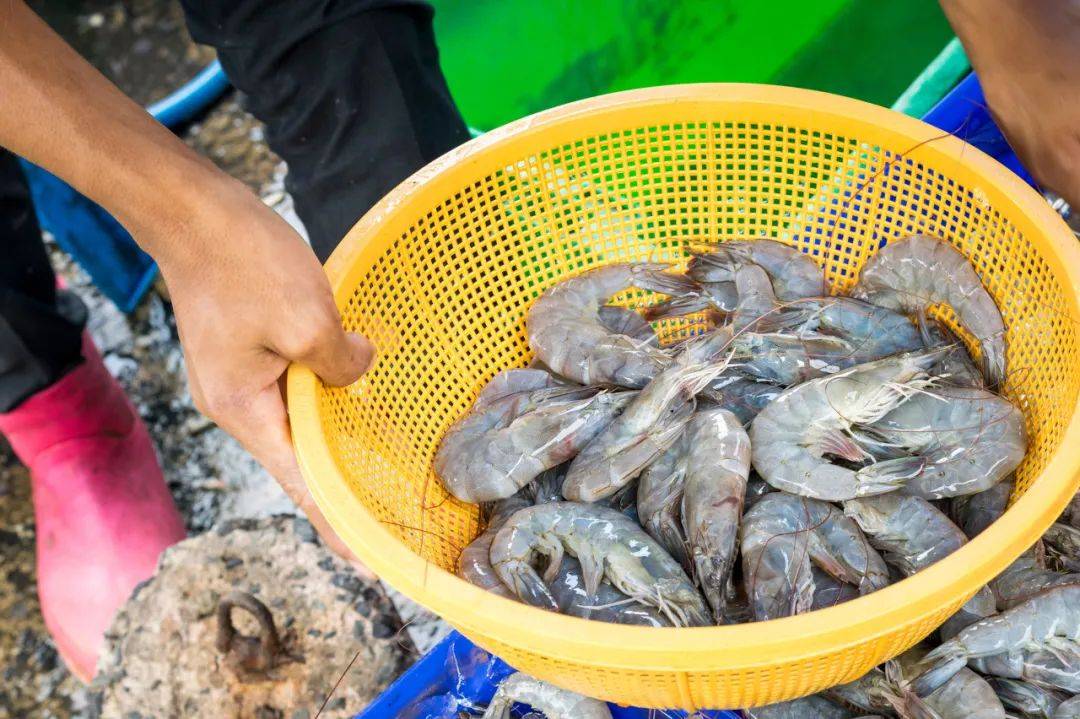 养殖虾都是吃抗生素、激素长大的<strong></p>
<p>炒币新手学习</strong>，真的不建议吃？