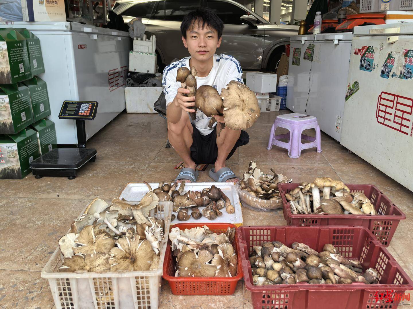 “天价”鸡枞调查：最贵卖到1800元/公斤！雨水少致产量低<strong></p>
<p>炒币策略</strong>，多地价高客少