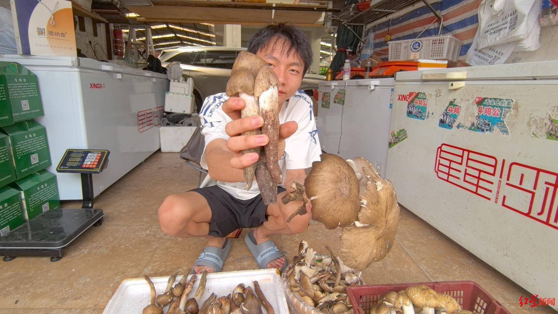 “天价”鸡枞调查：最贵卖到1800元/公斤！雨水少致产量低<strong></p>
<p>炒币策略</strong>，多地价高客少