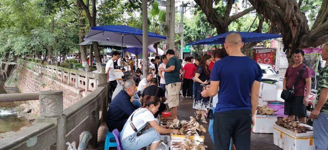 “天价”鸡枞调查：最贵卖到1800元/公斤！雨水少致产量低<strong></p>
<p>炒币策略</strong>，多地价高客少