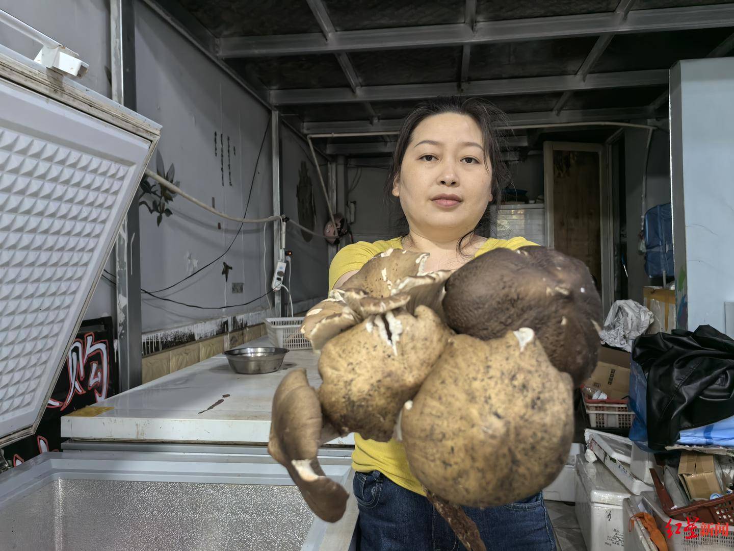 “天价”鸡枞调查：最贵卖到1800元/公斤！雨水少致产量低<strong></p>
<p>炒币策略</strong>，多地价高客少