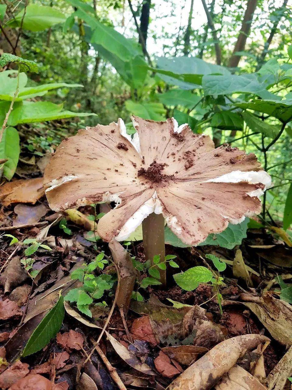 “天价”鸡枞调查：最贵卖到1800元/公斤！雨水少致产量低<strong></p>
<p>炒币策略</strong>，多地价高客少