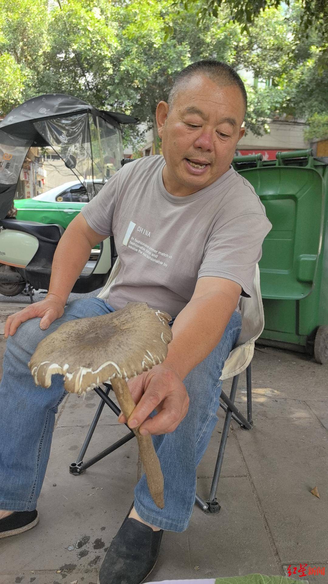 “天价”鸡枞调查：最贵卖到1800元/公斤！雨水少致产量低<strong></p>
<p>炒币策略</strong>，多地价高客少