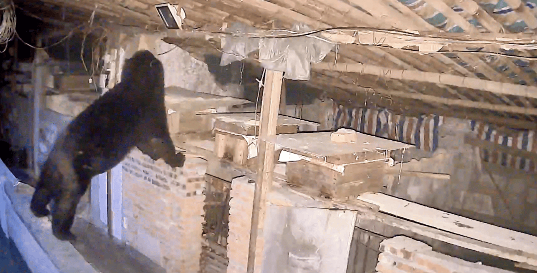 熟练得让人惊讶！四川一黑熊连续3年进村偷蜂蜜<strong></p>
<p>炒币策略</strong>，藏哪都找得到