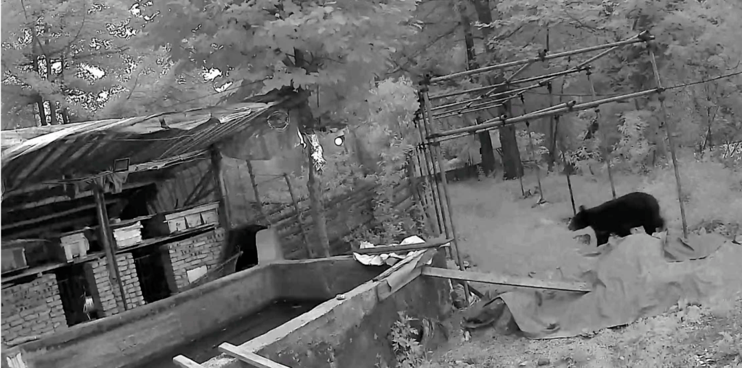 熟练得让人惊讶！四川一黑熊连续3年进村偷蜂蜜<strong></p>
<p>炒币策略</strong>，藏哪都找得到