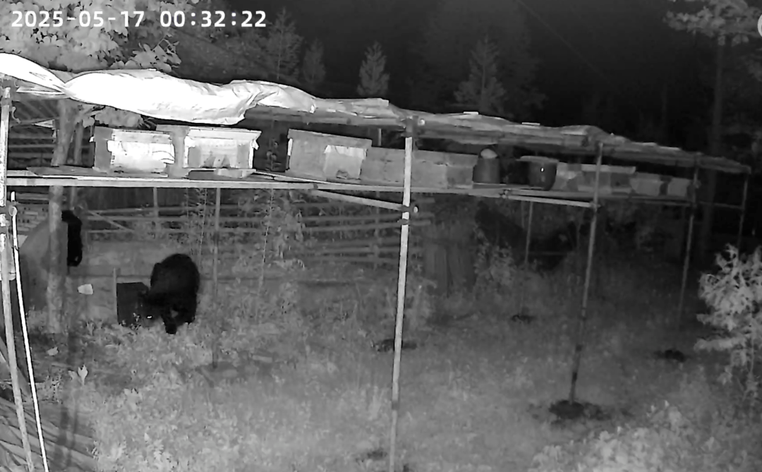 熟练得让人惊讶！四川一黑熊连续3年进村偷蜂蜜<strong></p>
<p>炒币策略</strong>，藏哪都找得到