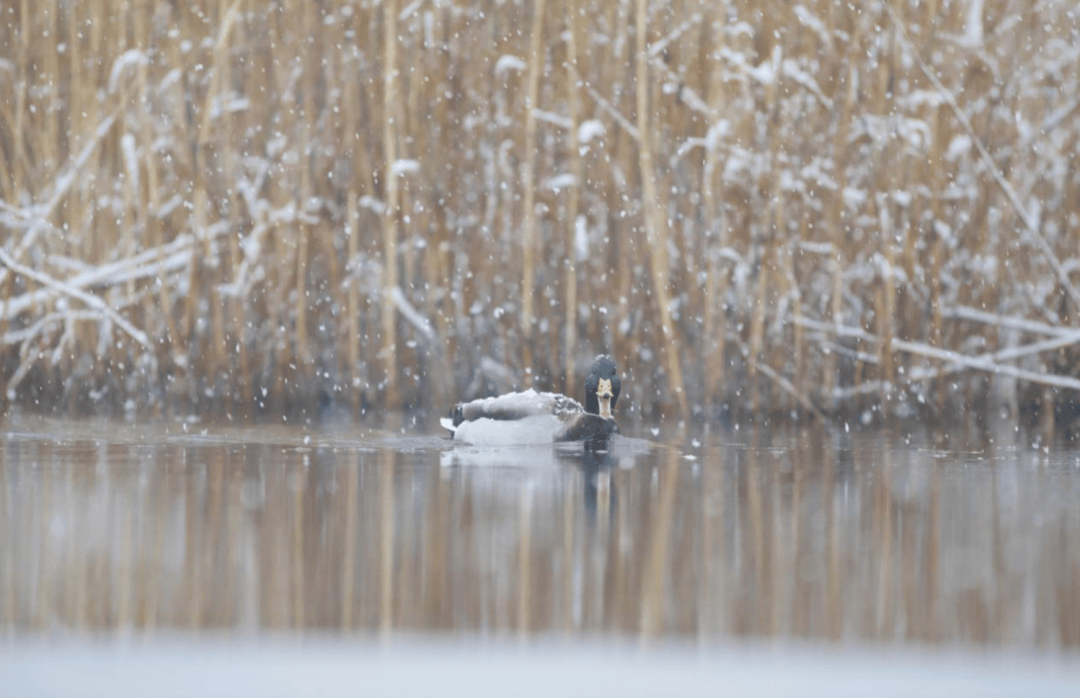 张瑜：我们所居住的北京<strong></p>
<p>添加提币地址</strong>，是亲近自然的最佳场所