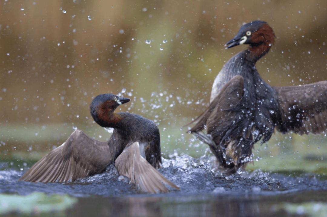 张瑜：我们所居住的北京<strong></p>
<p>添加提币地址</strong>，是亲近自然的最佳场所