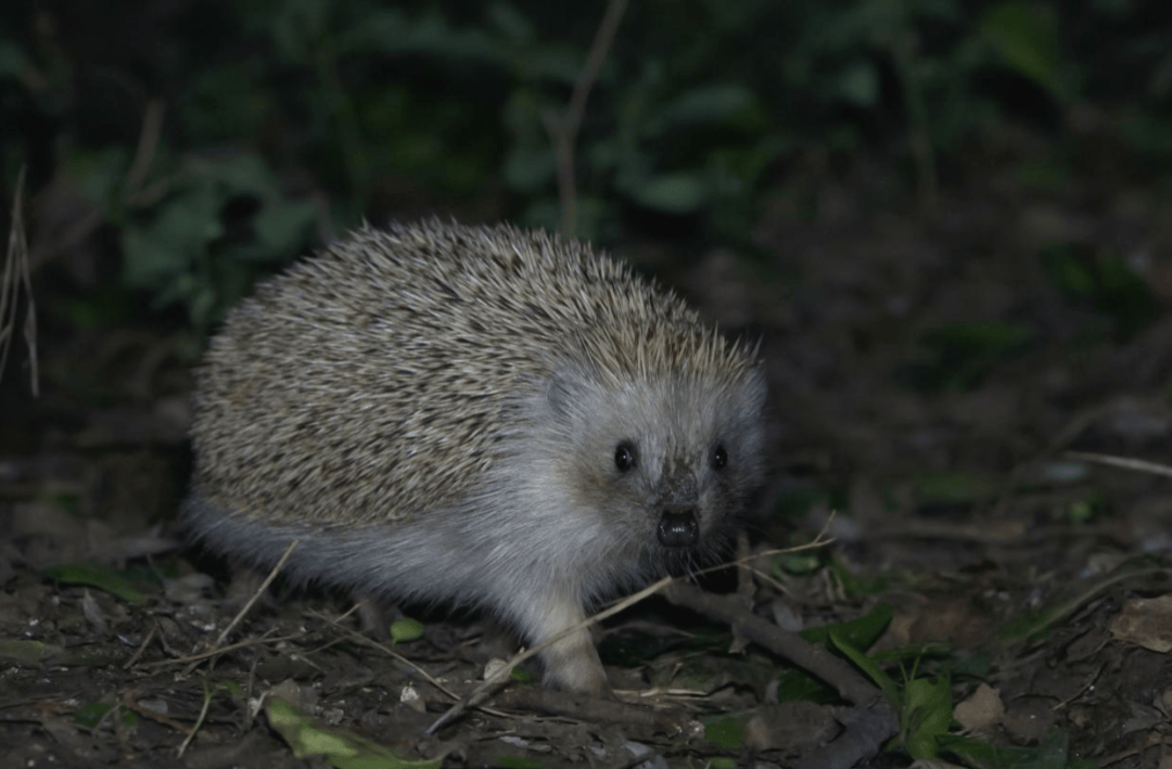 张瑜：我们所居住的北京<strong></p>
<p>添加提币地址</strong>，是亲近自然的最佳场所