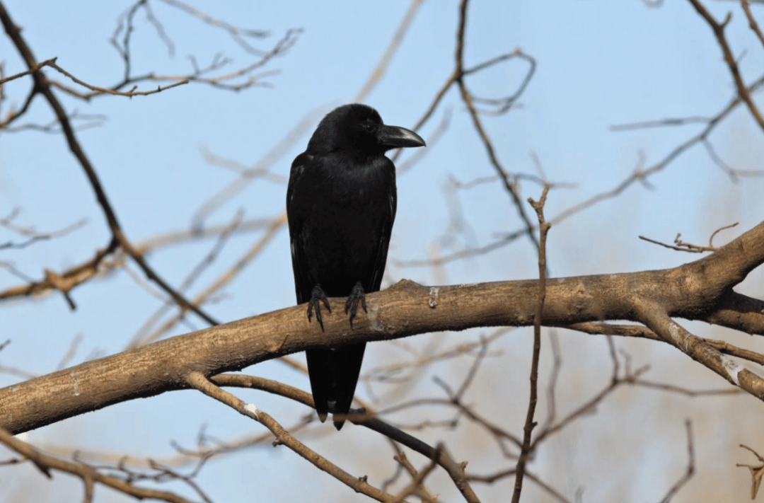 张瑜：我们所居住的北京<strong></p>
<p>添加提币地址</strong>，是亲近自然的最佳场所