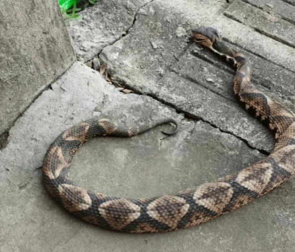 浙江温州有人在山上放生五步蛇<strong></p>
<p>炒币视频教程</strong>,此前已有村民被咬!当地村干部回应