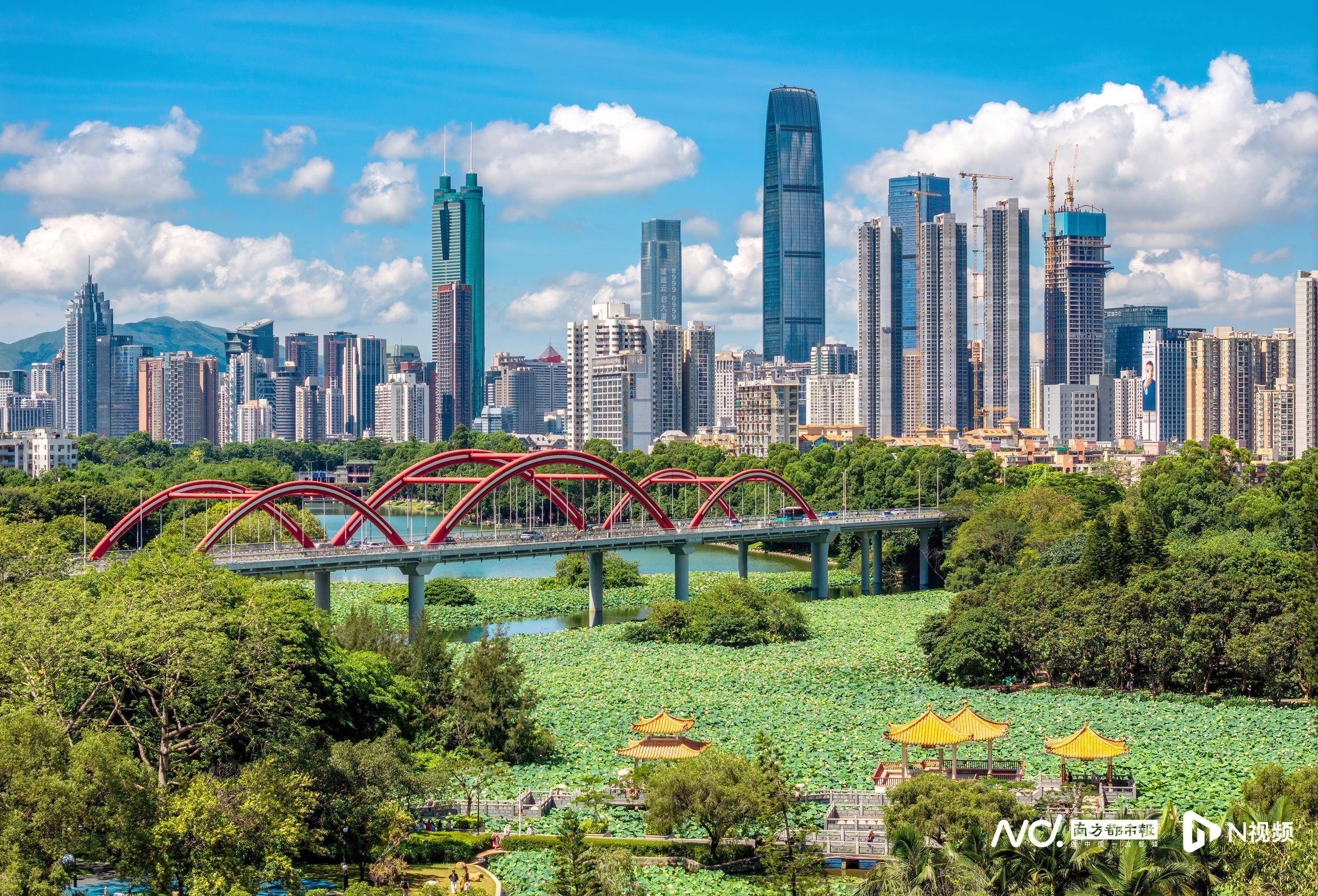 慕了！深圳人太幸福，家门口邂逅百万荷花，城市诗意直接拉满