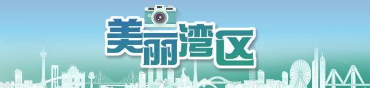 慕了!深圳人太幸福<strong></p>
<p>嘉信c币</strong>,家门口邂逅百万荷花,城市诗意直接拉满