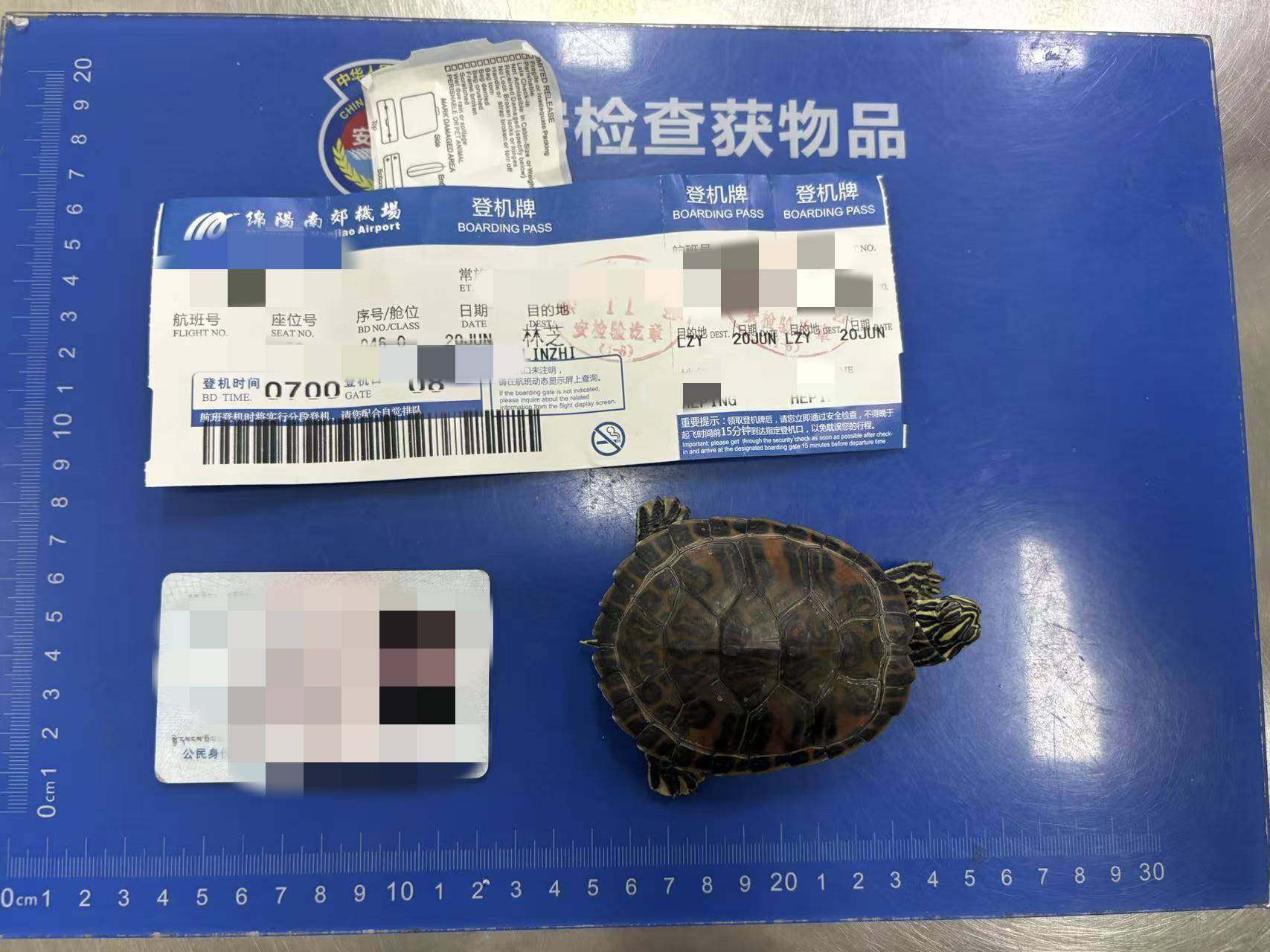 女子将宠物乌龟藏在蝴蝶结盘发内<strong></p>
<p>炒币说明</strong>,过安检乘飞机时被查 警方:批评教育