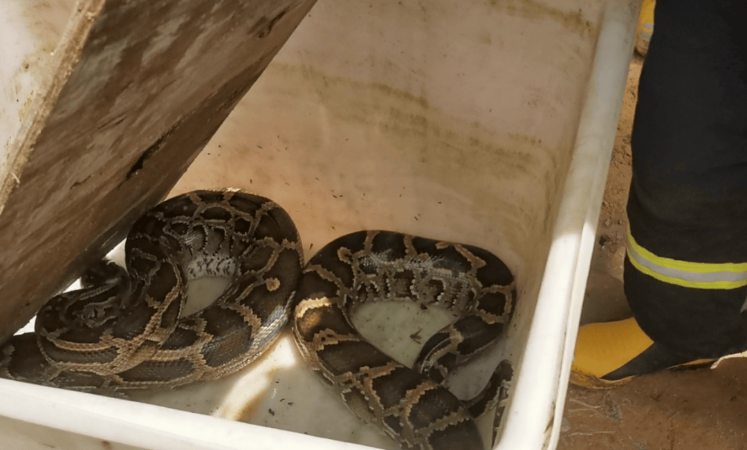 广东一地现3米长70斤巨蟒，吐出一只30斤整羊，消防员4分钟抓捕