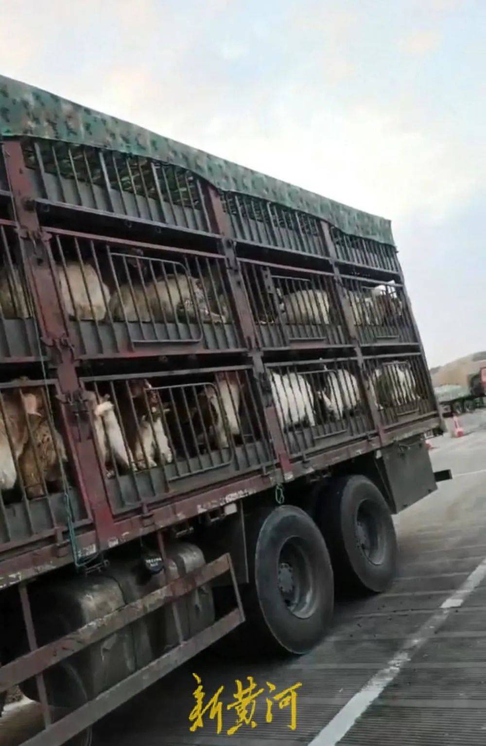 江苏养殖户称543只羊运到贵州遭羊贩盗卖，当地警方立案又撤案，镇政府：双方合作养羊，账目存在分歧引发纠纷