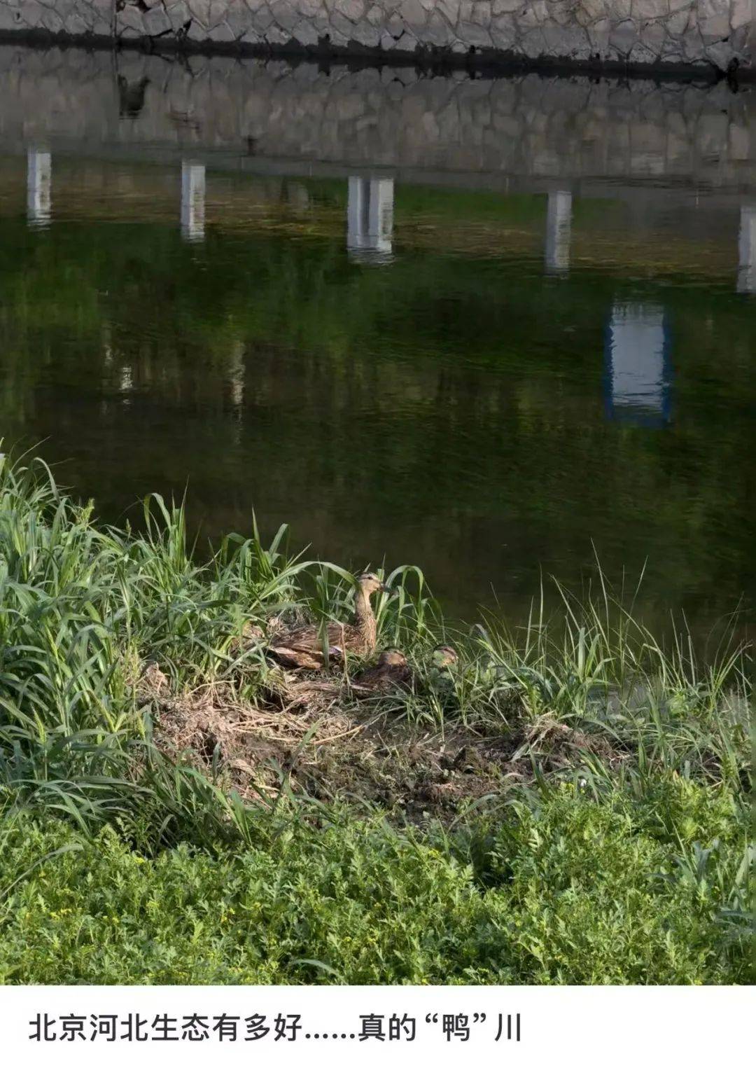 缺水的北京<strong></p>
<p>mcy币</strong>，被北漂强行玩成了威尼斯