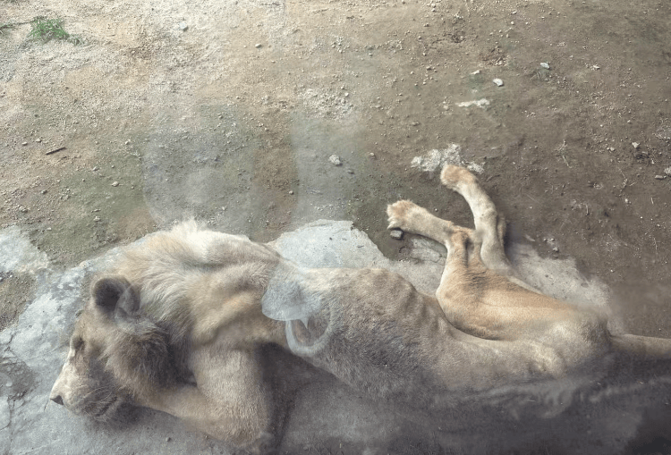 福州一野生动物世界有狮子骨瘦如柴?园方:它已有13岁“高龄”<strong></p>
<p>萌币</strong>,生活作息进食均正常