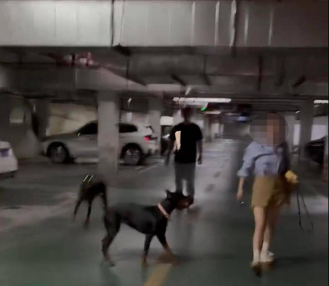 江苏一小区两只杜宾犬没拴绳引激烈争执<strong></p>
<p>炒币方法</strong>，物业回应