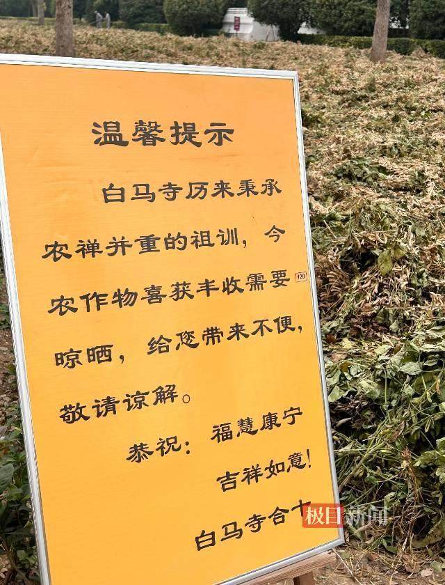 印乐方丈管理下的白马寺：僧人顶着高温种地<strong></p>
<p>碰碰币</strong>，义工称寺里秉承农禅并重