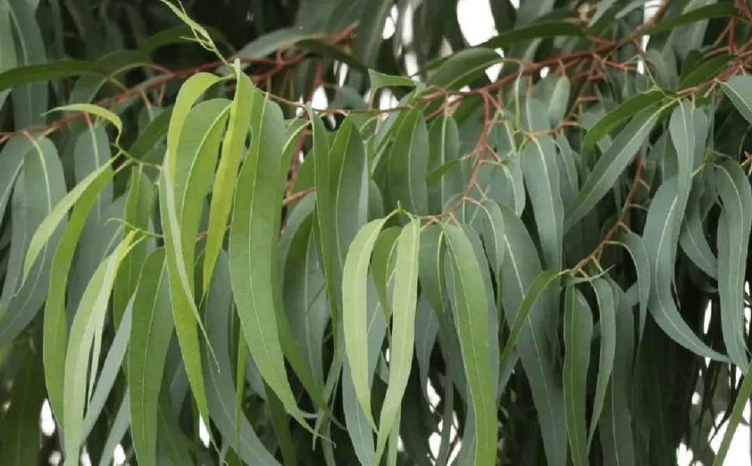 超6000例<strong></p>
<p>碰碰币</strong>!仍在新增!或发展成慢性病及有后遗症!上海华山医院:这些驱蚊产品没用!