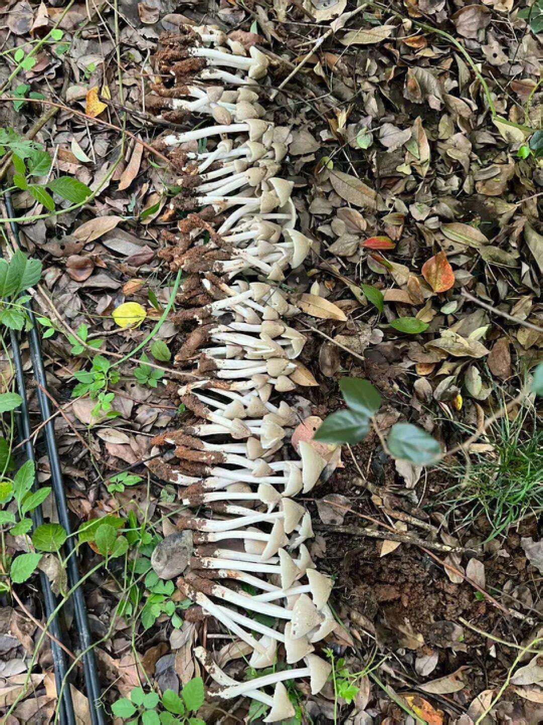 云南姑娘今年在杭州采了200斤鸡枞菌<strong></p>
<p>币圈妙语</strong>！专家提醒→