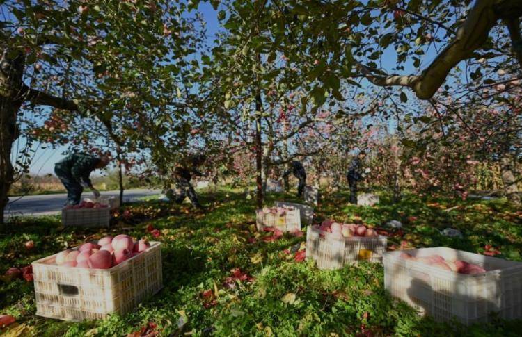 赵露思陷“假助农”风波后<strong></p>
<p>中信证券股票</strong>,陕西一村干部回应:确有企业进村收“冰雹果”,价格比正常果低