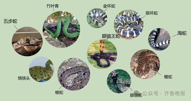 安徽宣城一男子走路玩手机<strong></p>
<p>同方股份股票</strong>,一脚踩中打架的竹叶青和五步蛇,被俩毒蛇咬3口!医院:暂无生命危险,正在治疗