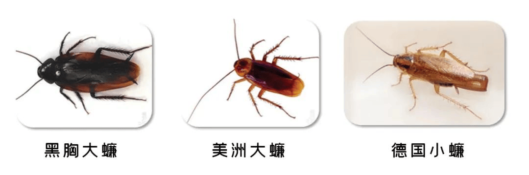 小心<strong></p>
<p>同方股份股票</strong>!你的快递正在“偷渡”小强!