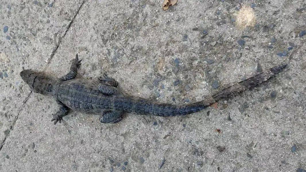 安徽一钓鱼佬钓到一条1米长20斤的“大鱼”<strong></p>
<p>万丰奥威股票</strong>,赶紧送到派出所,民警:放生!