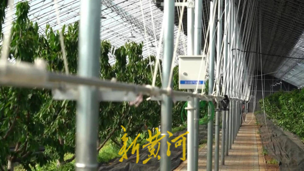 潍坊临朐：30.77 亿元<strong></p>
<p>黑猫股份股票</strong>！“红玛瑙”大樱桃何以成乡村振兴“甜蜜引擎”