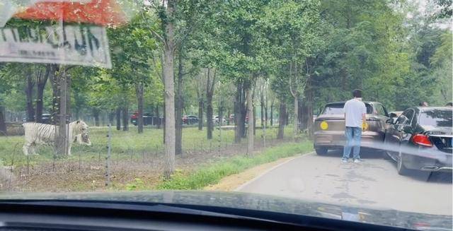 惊险！野生动物园内，两车剐蹭，车主下车沟通老虎一旁围观