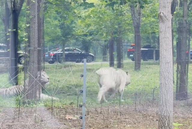 惊险！野生动物园内<strong></p>
<p>黑猫股份股票</strong>，两车剐蹭，车主下车沟通老虎一旁围观