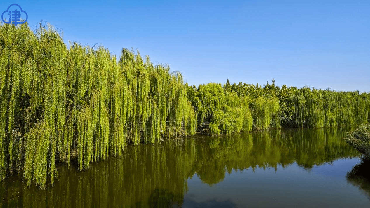 【津云镜头】共筑上合梦 同享“上合蓝”