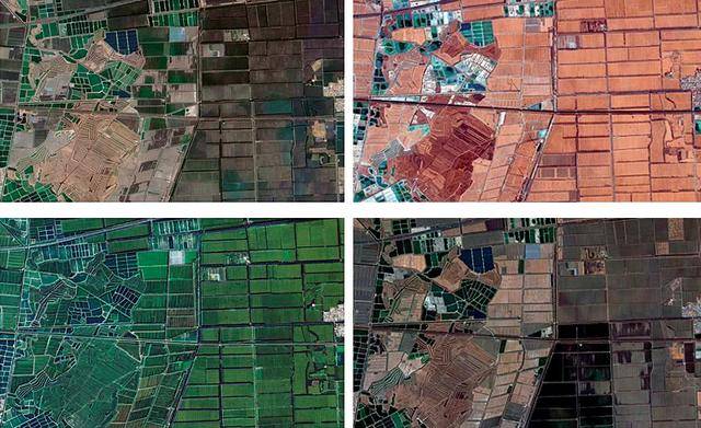 应付卫星执法<strong></p>
<p>可口可乐股票</strong>，给屋顶盖绿布模仿农田