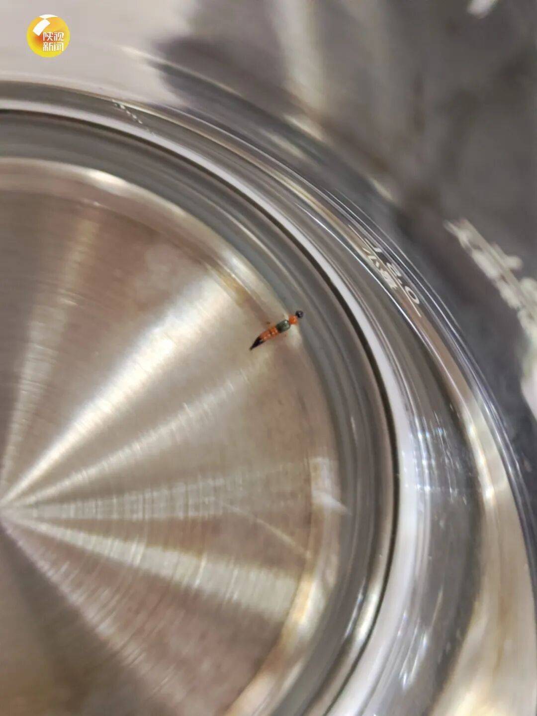 西安多区发现隐翅虫？千万别拍<strong></p>
<p>宝钢股份股票</strong>！毒液堪比硫酸