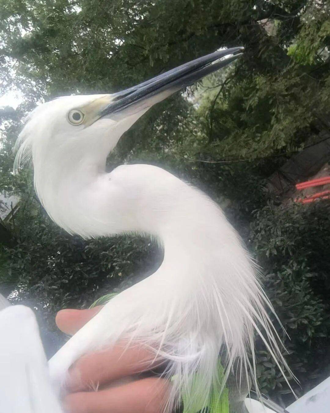 事发杭州高架！“白色不明物体”拦路？仔细一看不得了