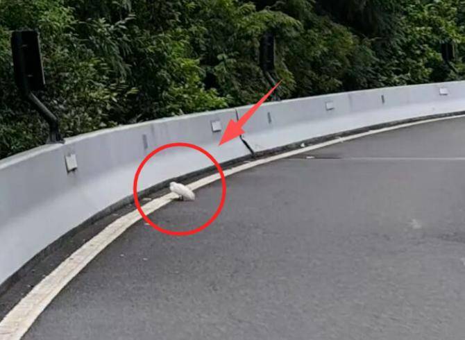 事发杭州高架<strong></p>
<p>股票怎么买新手入门</strong>!“白色不明物体”拦路?仔细一看不得了