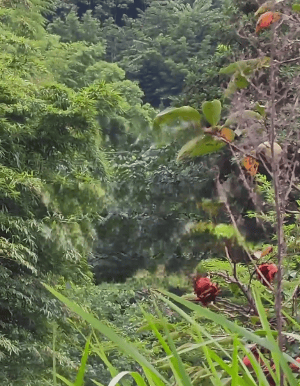 四川28岁男子上树取蜂蛹<strong></p>
<p>辉煌科技股票</strong>,被自带绳子缠住脖颈意外身亡