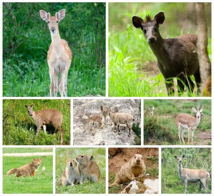 “感谢大家支持我大闹天宫……”蔡国强烟花秀现场感言视频披露<strong></p>
<p>百大集团股票</strong>，又遭质疑！