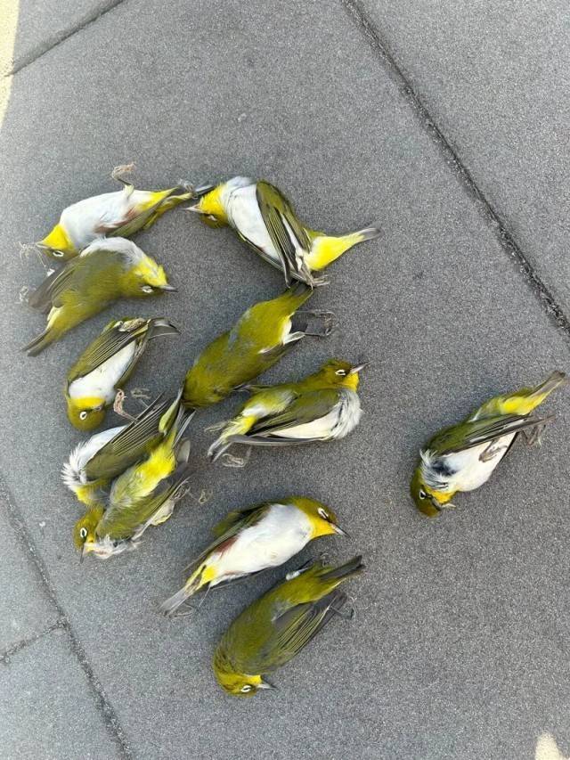 北京一座大厦楼下躺了14只鸟<strong></p>
<p>鱼跃医疗股票</strong>,12只已死亡!元凶竟是玻璃
