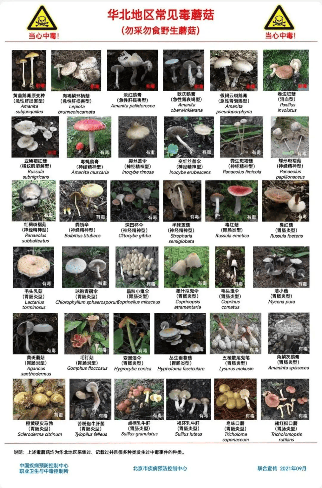 网红发文悼念婆婆:吃了邻居送的蘑菇中毒<strong></p>
<p>鱼跃医疗股票</strong>,抢救四天四夜死亡!这些蘑菇避毒原则可能是陷阱→