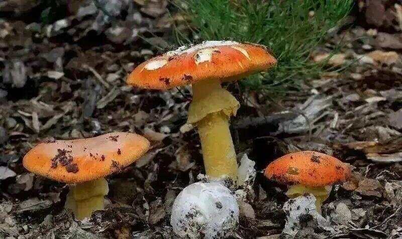 网红发文悼念婆婆:吃了邻居送的蘑菇中毒<strong></p>
<p>鱼跃医疗股票</strong>,抢救四天四夜死亡!这些蘑菇避毒原则可能是陷阱→