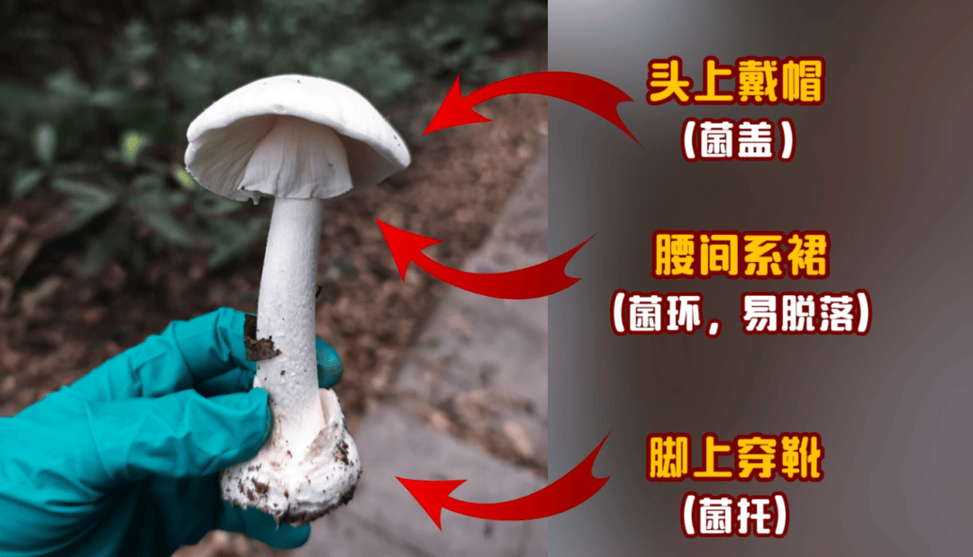 网红发文悼念婆婆:吃了邻居送的蘑菇中毒<strong></p>
<p>鱼跃医疗股票</strong>,抢救四天四夜死亡!这些蘑菇避毒原则可能是陷阱→