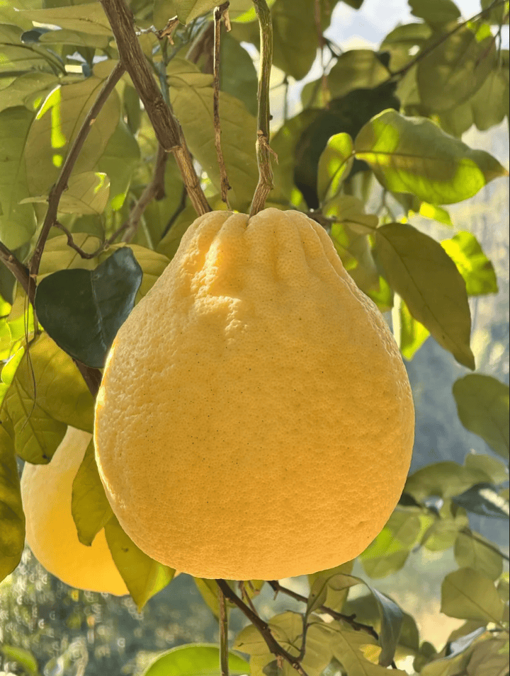 没有什么能阻挡!今天<strong></p>
<p>酒鬼酒股票</strong>,广西人就是要回家!