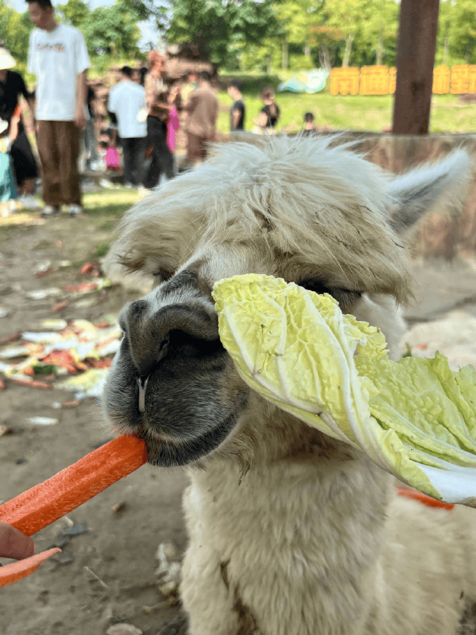 网友称南通一动物园羊驼被投喂吃撑倒地翻白眼<strong></p>
<p>赢时胜股票</strong>，园方回应：确实是吃饱了，“不会撑死，旁边有饲养员在观察”