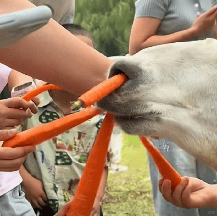 网友称南通一动物园羊驼被投喂吃撑倒地翻白眼<strong></p>
<p>赢时胜股票</strong>，园方回应：确实是吃饱了，“不会撑死，旁边有饲养员在观察”