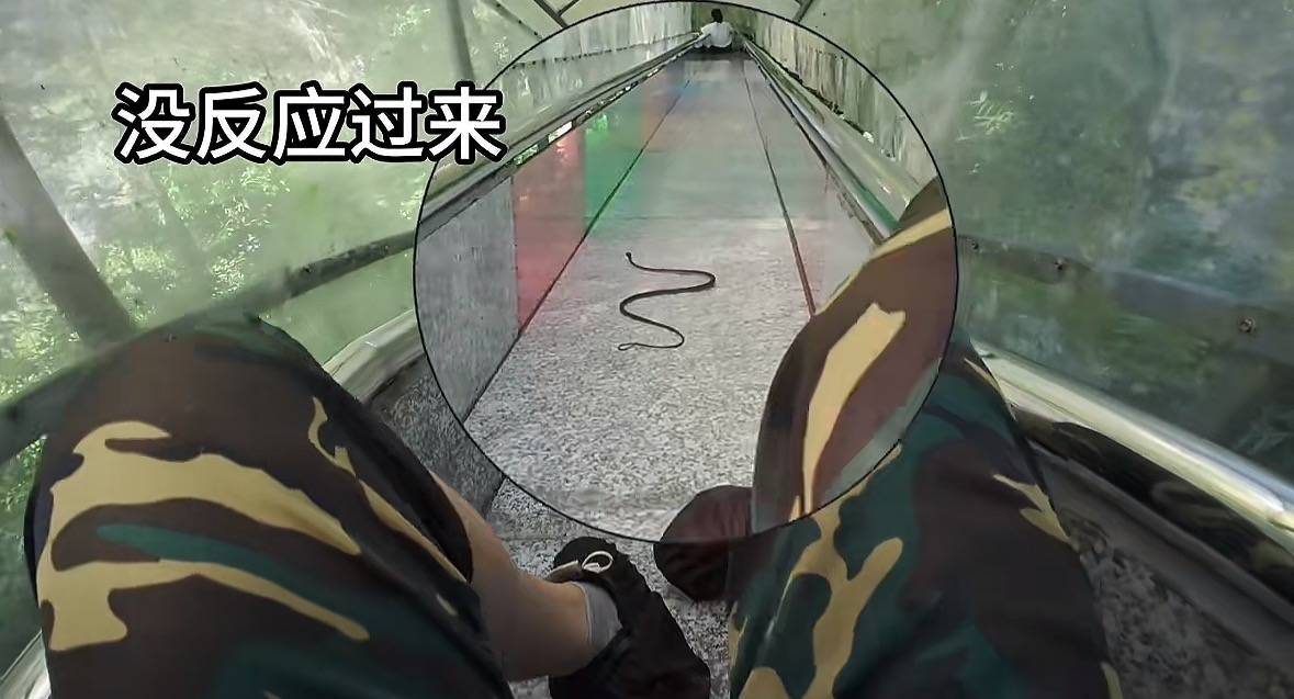 游客称在广西丹炉山滑道遇蛇<strong></p>
<p>攀钢钒钛股票</strong>，景区致歉：这么多年就这一次，每年都做防蛇处理