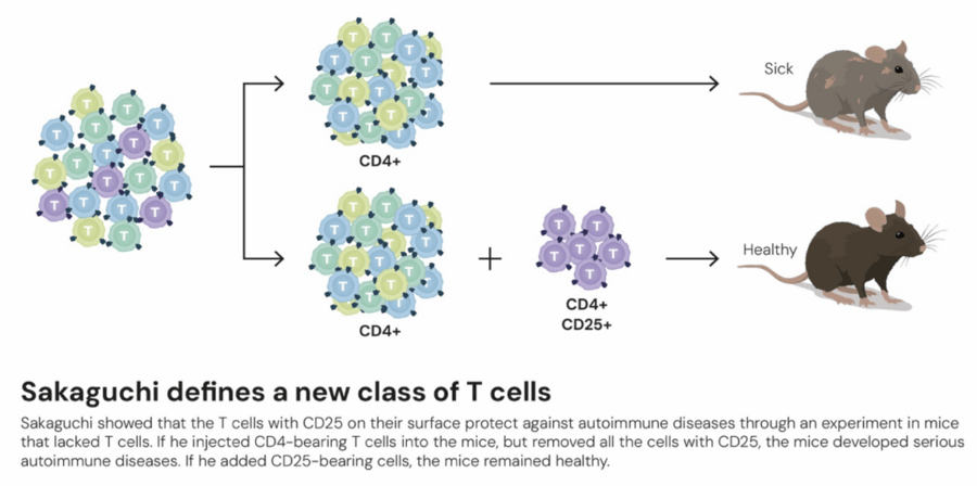 这个诺奖迟到了30年<strong></p>
<p>攀钢钒钛股票</strong>!三位科学家揭示免疫系统如何避免“自相残杀”