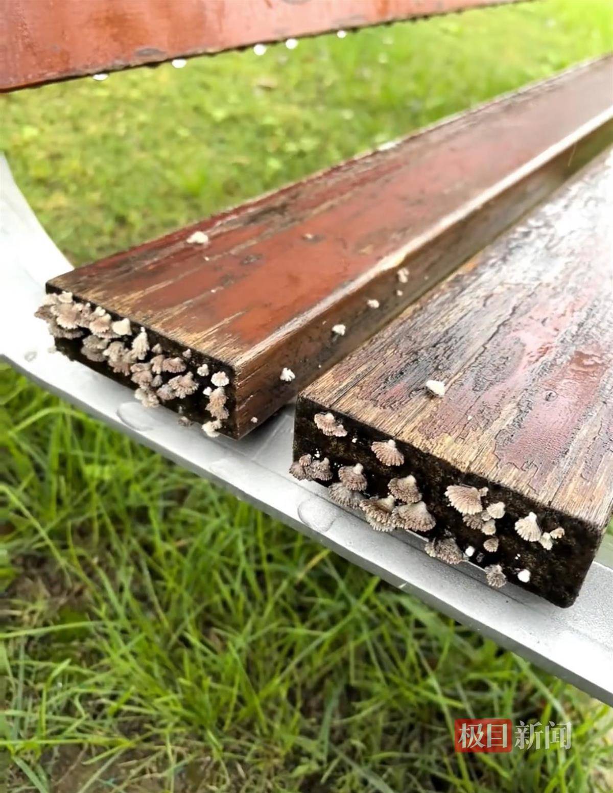 西安连续一个多月降雨遍地长蘑菇<strong></p>
<p>新华百货股票</strong>，大雁塔受潮，城墙布满青苔，气象局解释成因